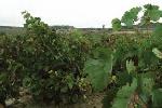bodegassenoriolanciego2
