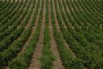 bodegasmarquesderiscalrueda1