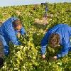 bodegasmarquesderiscalrueda4