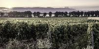 bodegas_canyaveras_vinedos