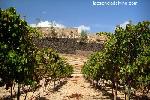 bodegaarcadevitis2