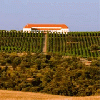 bodegaspalacioquemado2