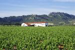 bodegasmuga1