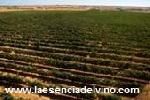 bodegapalacioarganza3