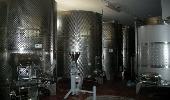 bodegascortijoelcura3