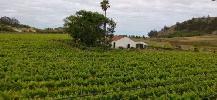 vinos1861_vinedo