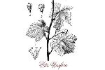 vitis_vinifera