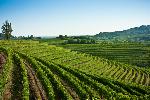 vinodelapaz_vinedos